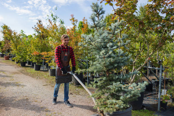 The Steps Involved in Our Tree Care Process in Chamberlayne, VA